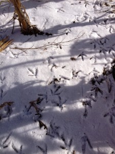 pheasant tracks, Mike's 5