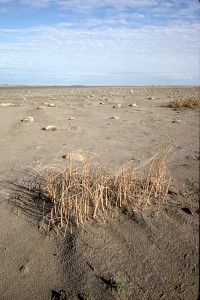 Parched federal wetland in the Dakotas. (Photo copyright, 2000, Chris Madson, all rights reserved)