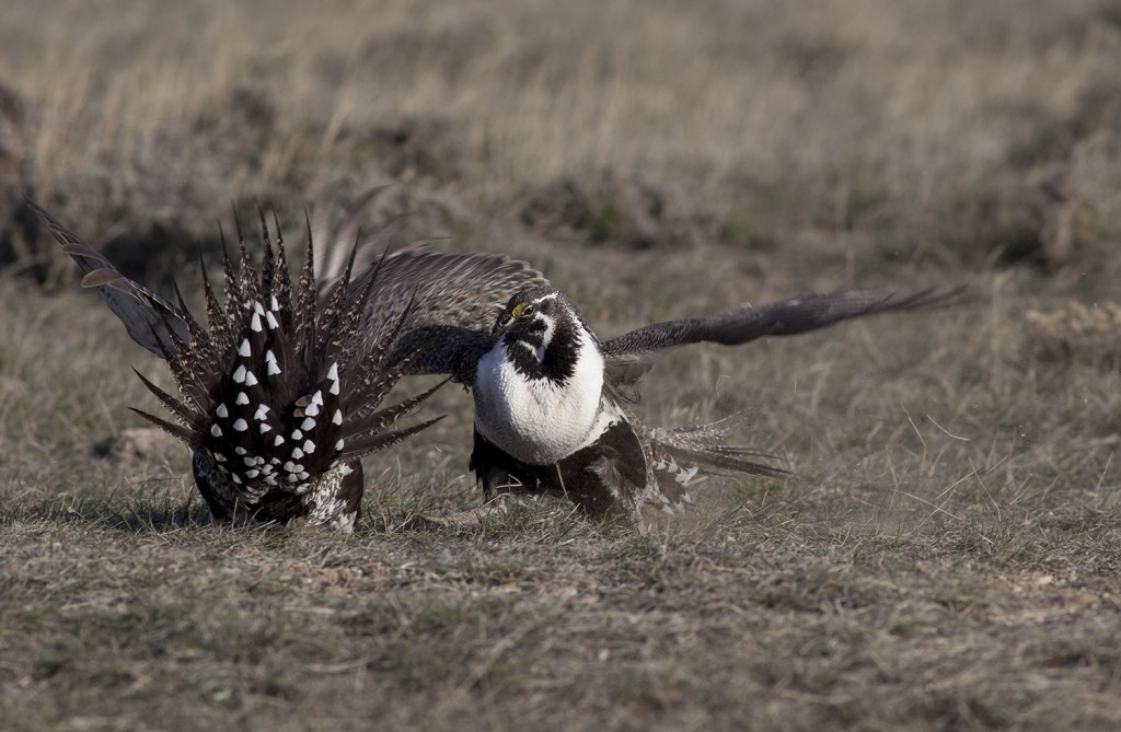 sage grouse fighting 1-1