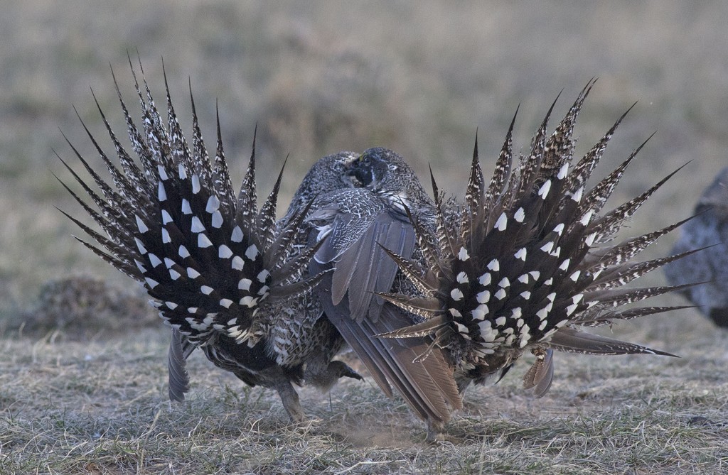 sage grouse fighting 6-1