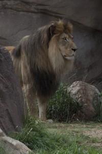 lion standing