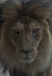 lion tight