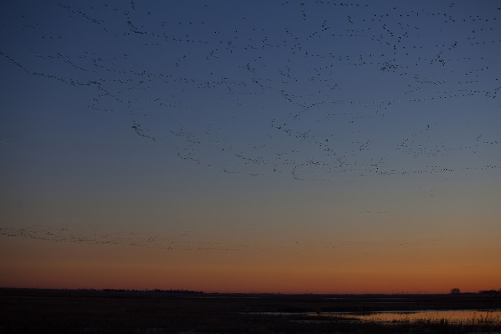 sunrise goose migration 2