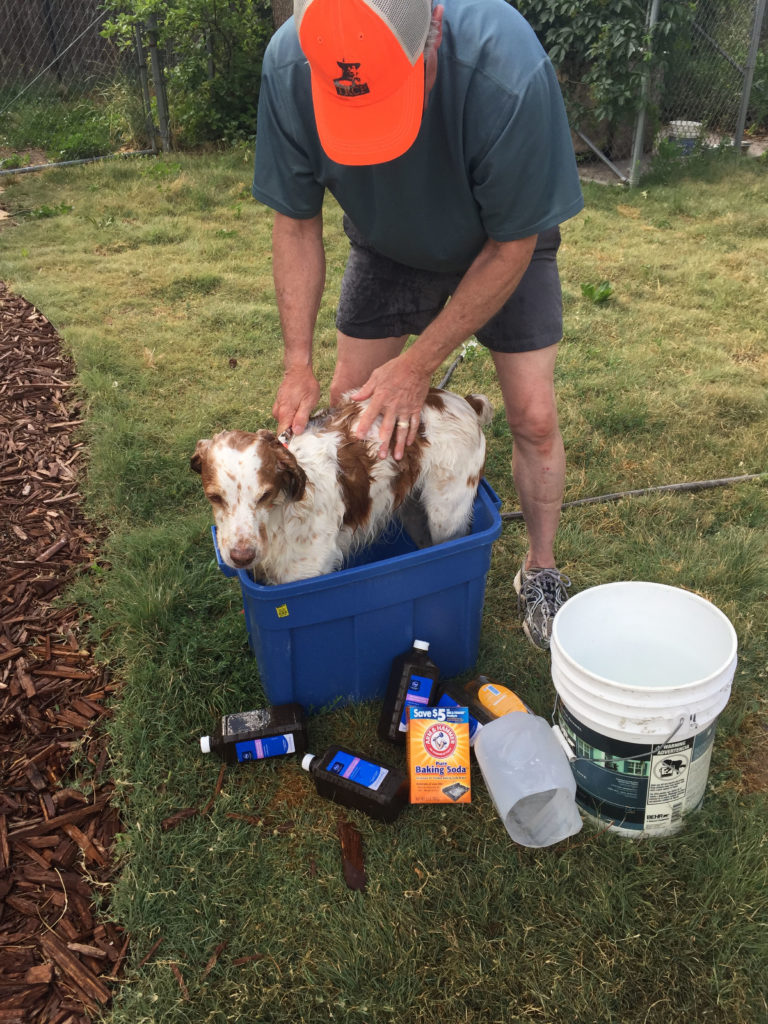 Flick's skunk bath