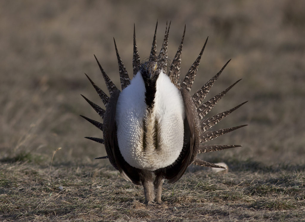 A male sage grouse displays on a communal spring breeding ground. Copyright 2016 Chris Madson, all rights reserved.