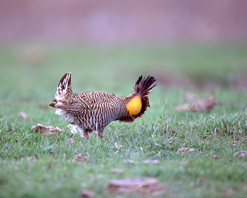 A male Attwater's prairie chicken displaying on one of the species' last breeding grounds in southern Texas. Copyright 2015 Chris Madson, all rights reserved. 