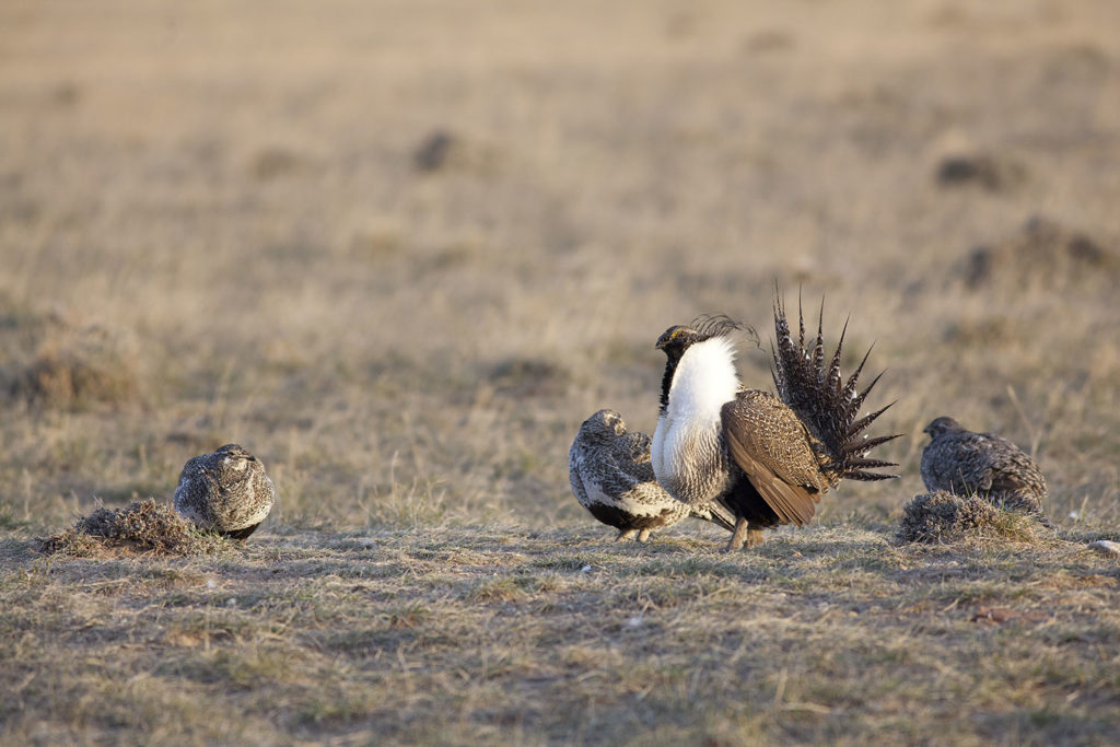 Hen sage grouse visit dominant male on a spring breeding ground. copyright 2016 by Chris Madson, all rights reserved.