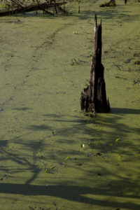 Duckweed on the upper Mississippi River in southeastern Minnesota. (Copyright 2017, Chris Madson, all rights reserved) 